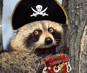Captain Raccoon