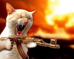 Cat with a Machine Gun
